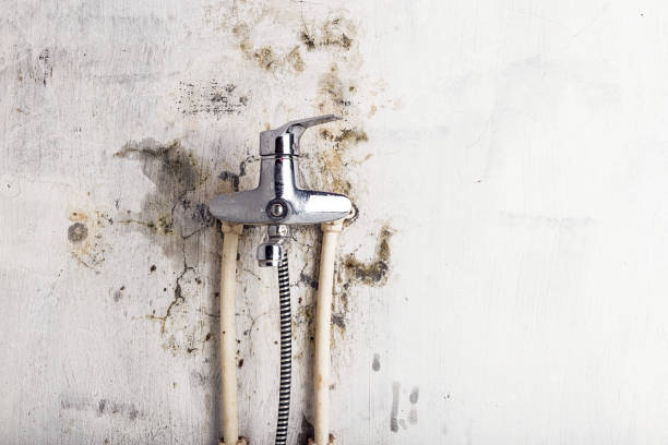 Best Best Mold Removal Companies  in St Rose, LA
