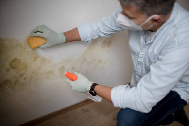 Best Toxic Mold Removal  in St Rose, LA