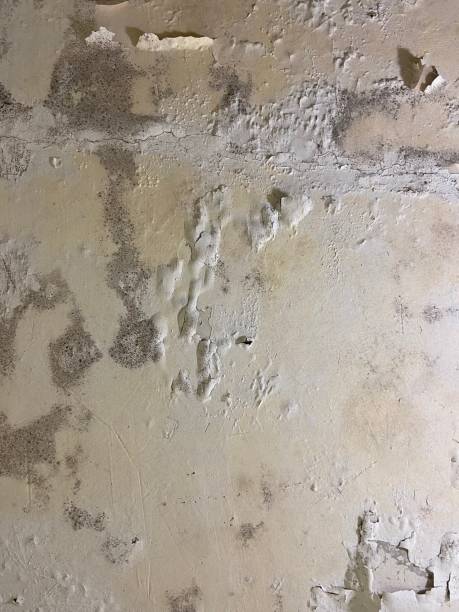 Best Mold Cleaning Services  in St Rose, LA